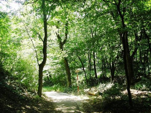 Kahlenberg Ormanları
